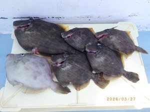 カワハギ