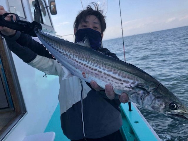 サゴシ(サワラ)