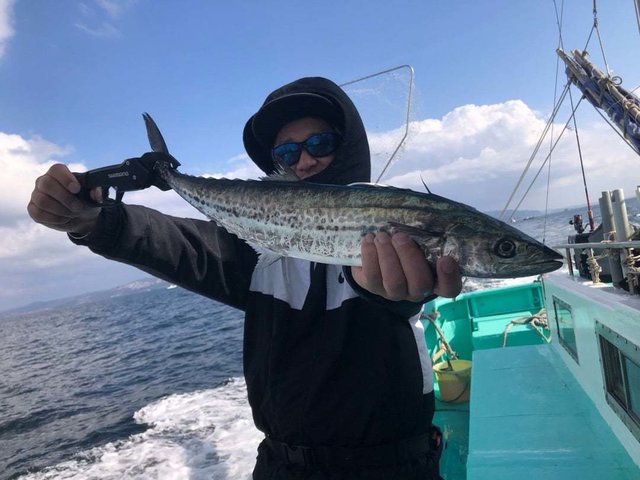 サゴシ(サワラ)