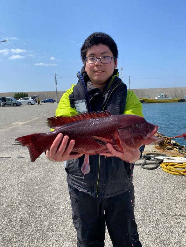 カンダイ(コブダイ)