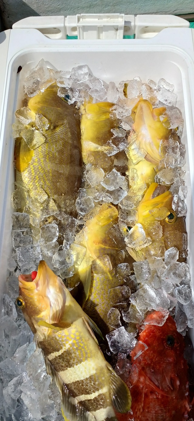 アオナ(アオハタ)