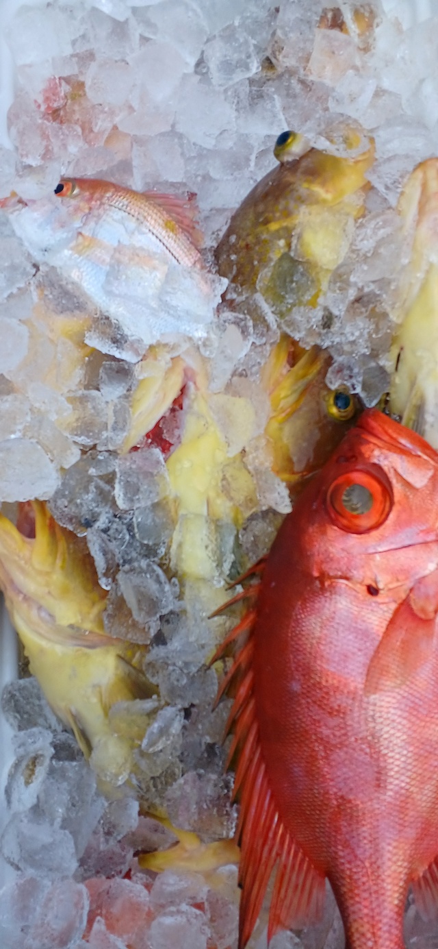 アオナ(アオハタ)