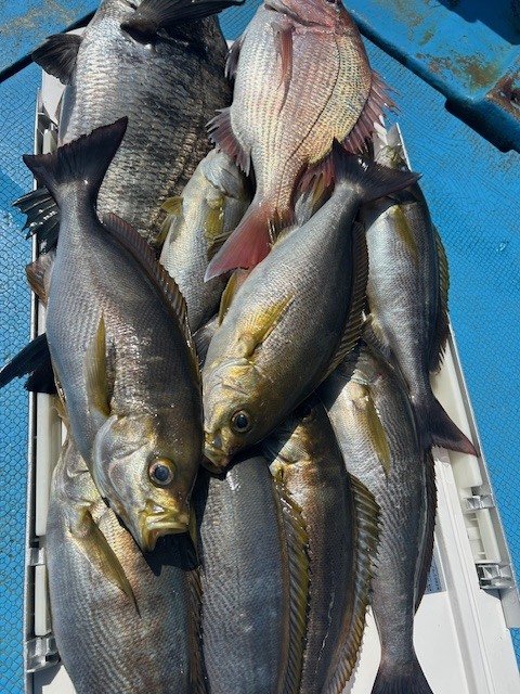 マダイ・クロダイ・イサキ