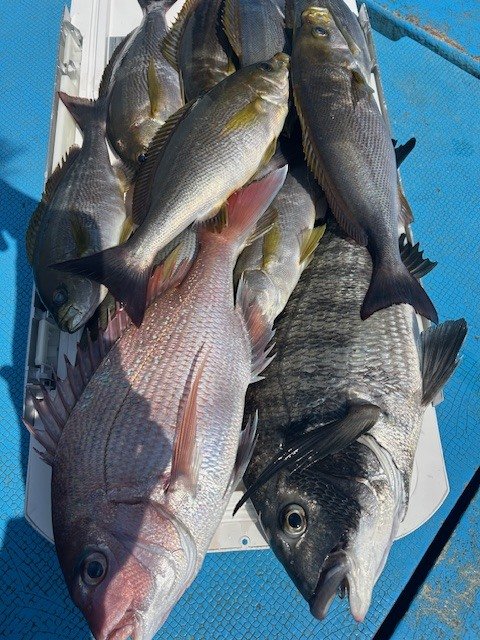 マダイ・クロダイ・イサキ