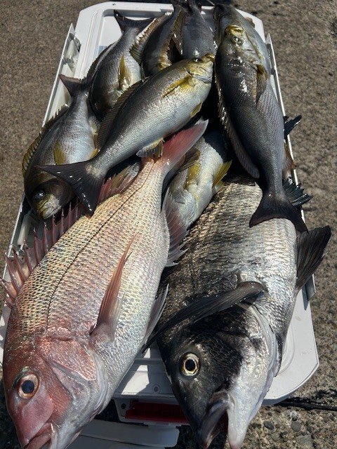 マダイ・クロダイ・イサキ