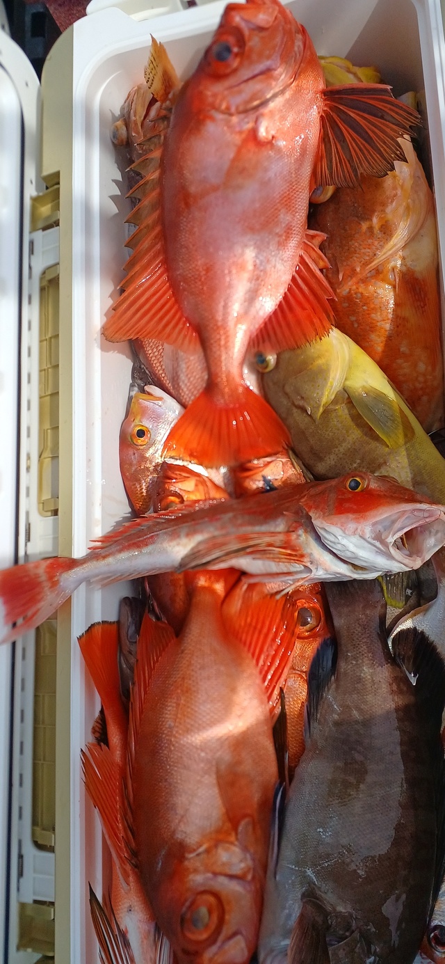 チカメキントキ