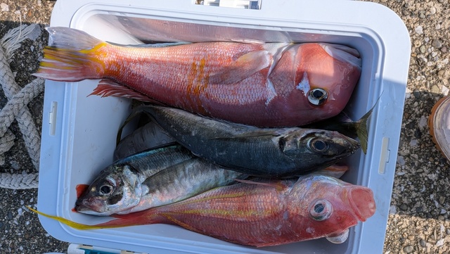 アジ(マアジ)・アカアマダイ