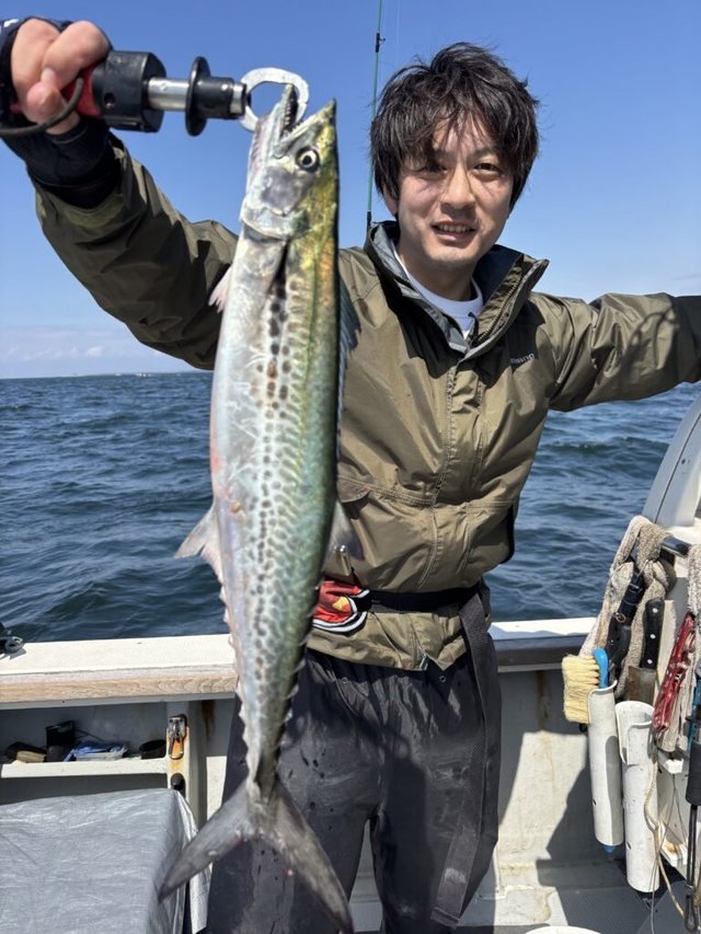 サゴシ(サワラ)