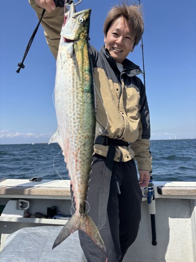 サゴシ(サワラ)