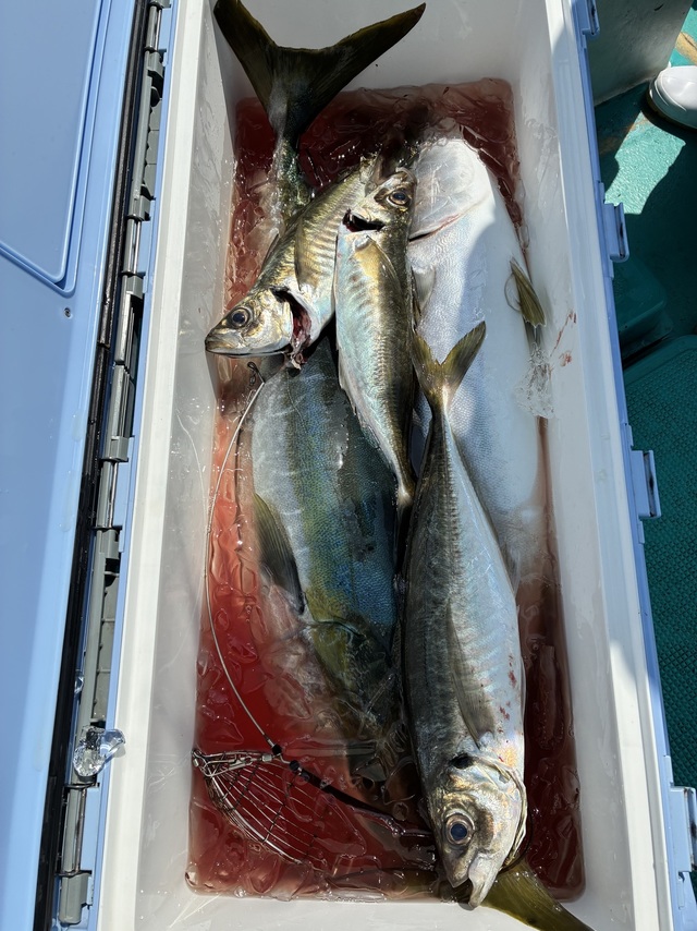 マダイ・マアジ・ブリ