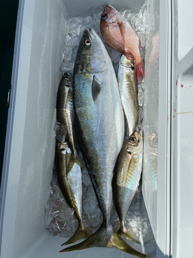 マダイ・マアジ・ブリ