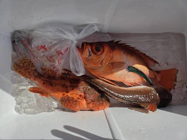 キントキ(チカメキントキ)・オニカサゴ・ホウボウ