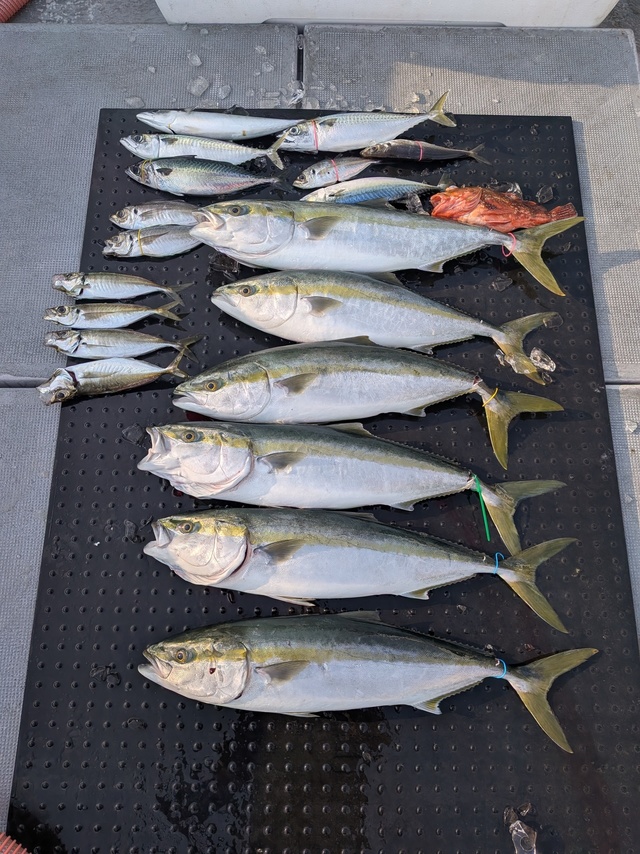 アジ(マアジ)・ブリ