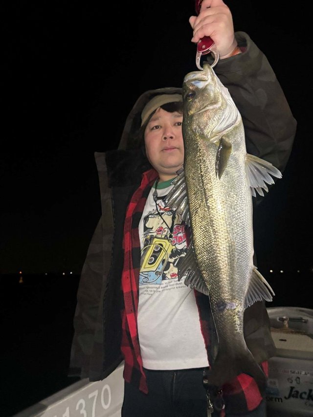 シーバス(スズキ)