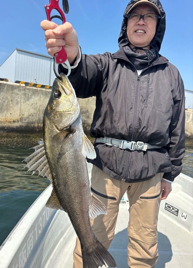 シーバス(スズキ)