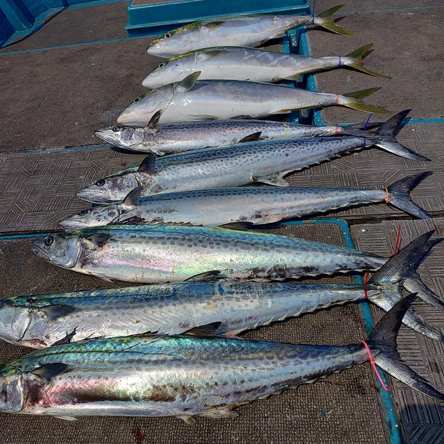 メジロ(ブリ)・サワラ