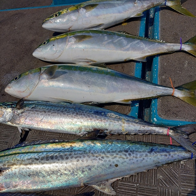 メジロ(ブリ)・サワラ