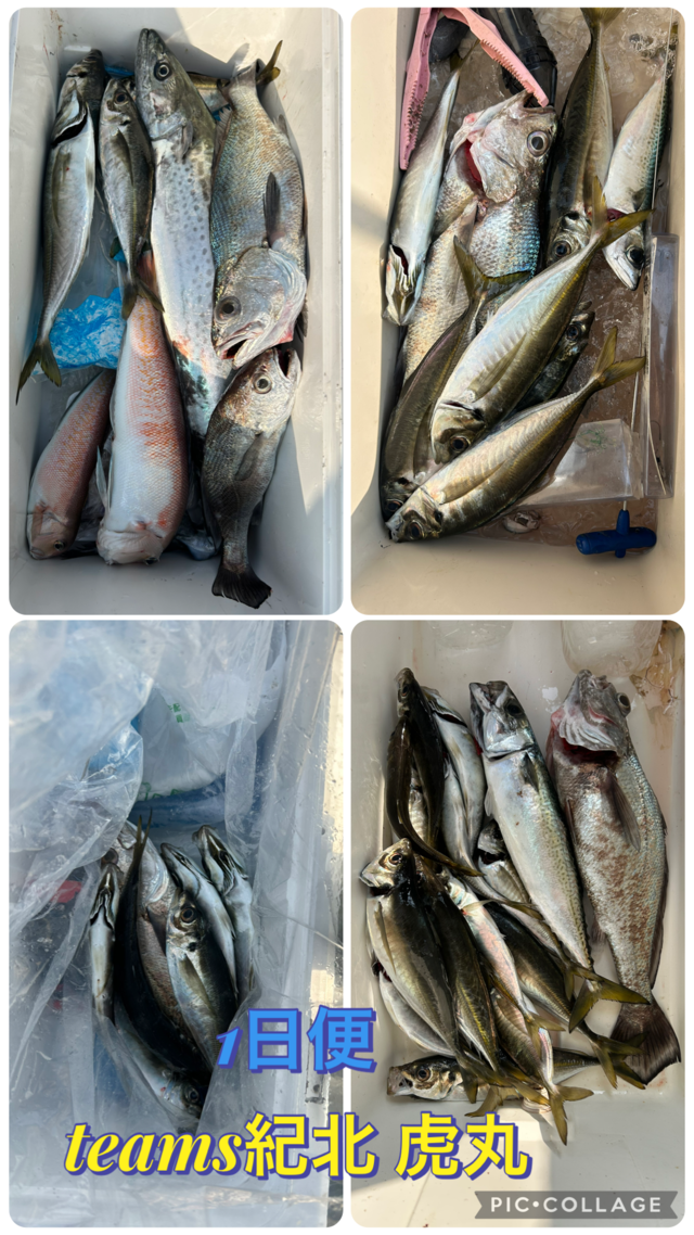 アジ(マアジ)・シロアマダイ・サワラ・クログチ