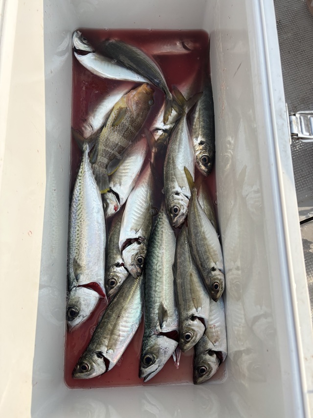 アジ(マアジ)・サバ(マサバ)