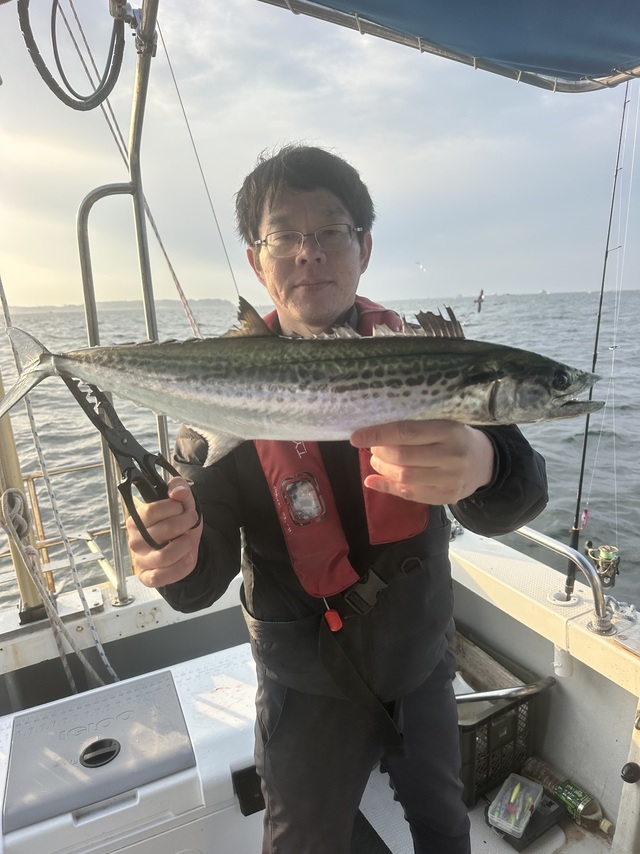 サゴシ(サワラ)