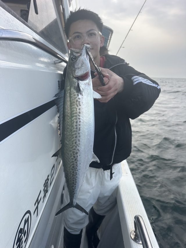 サゴシ(サワラ)