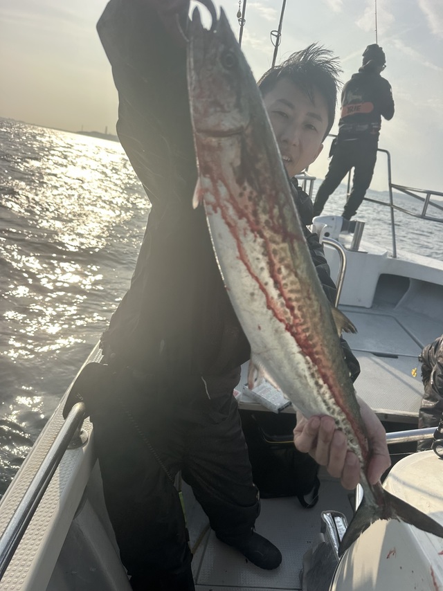 サゴシ(サワラ)