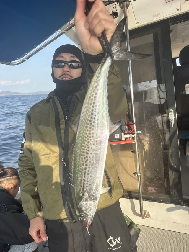 サゴシ(サワラ)