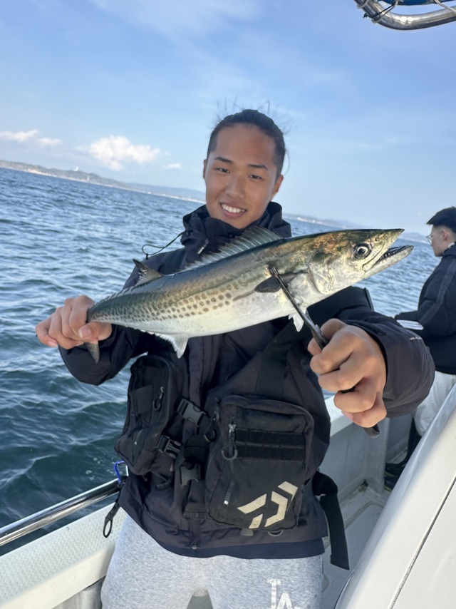 サゴシ(サワラ)