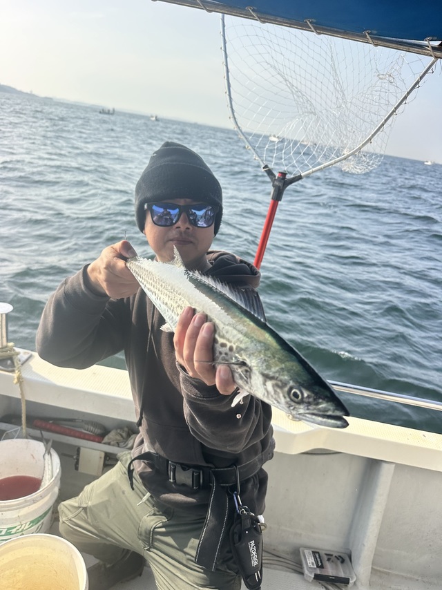 サゴシ(サワラ)