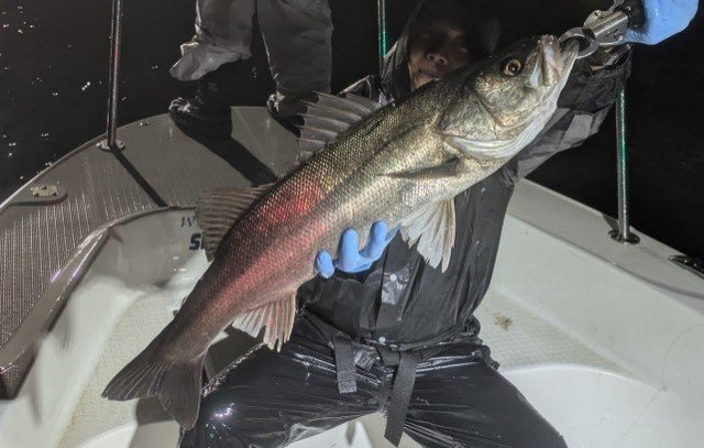 シーバス(スズキ)