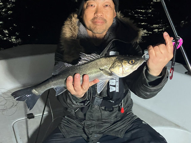 シーバス(スズキ)