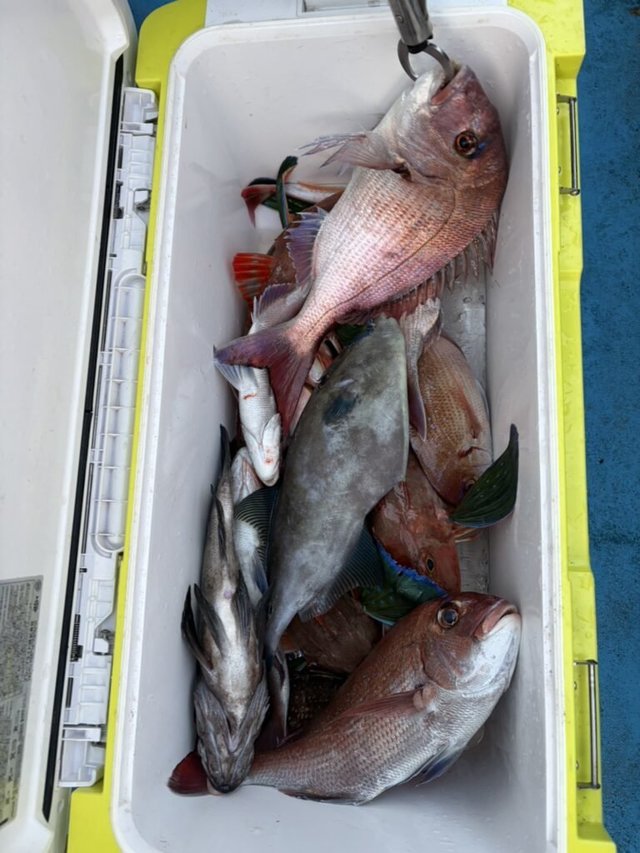 マダイ・ハナダイ(チダイ)・ウマズラハギ(ウマヅラハギ)