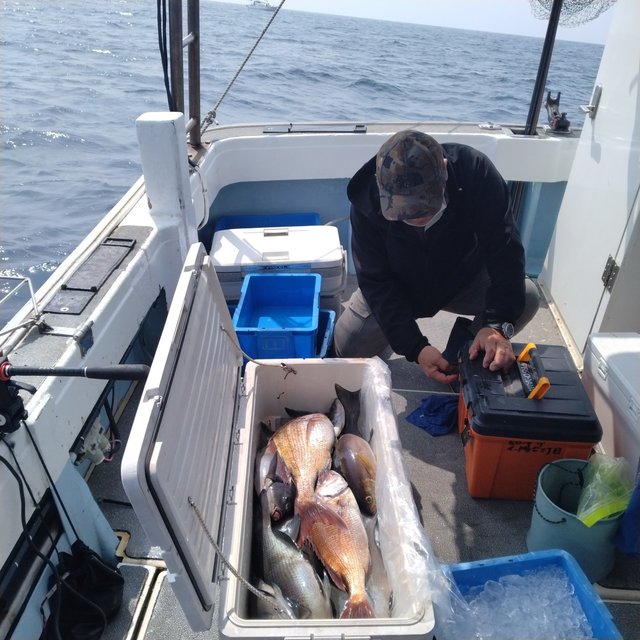 マダイ・クロ(メジナ)