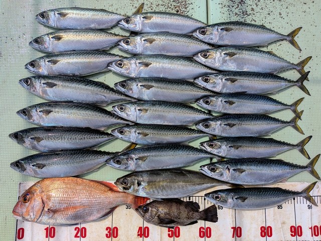 タイ(マダイ)・アジ(マアジ)・マサバ・メバル