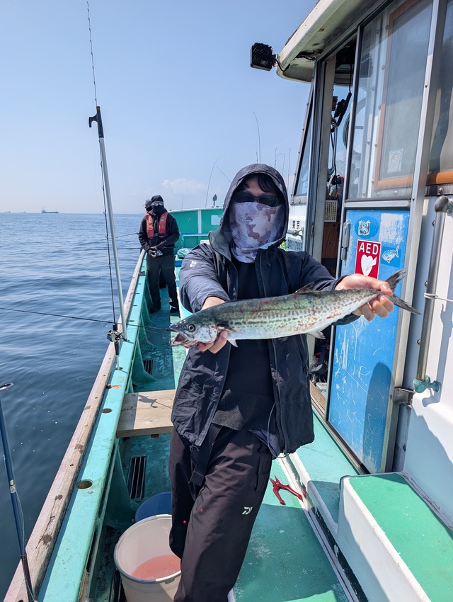 サゴシ(サワラ)