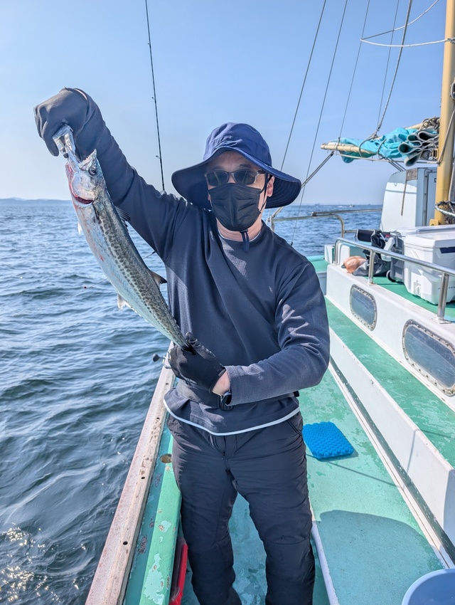 サゴシ(サワラ)