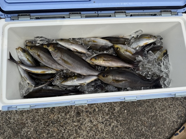 イサギ(イサキ)