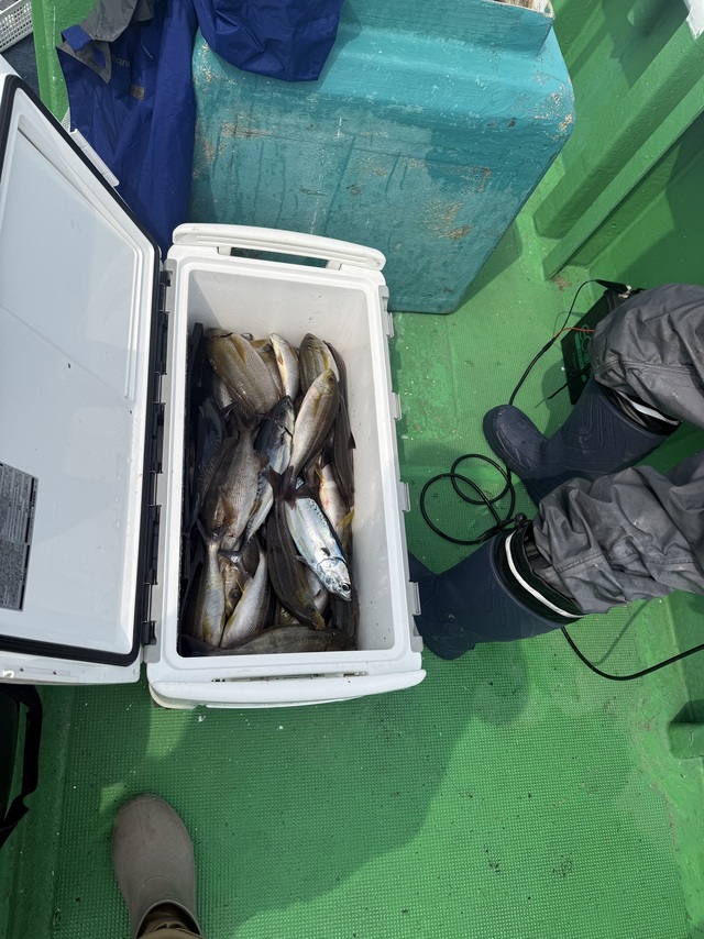 イサギ(イサキ)