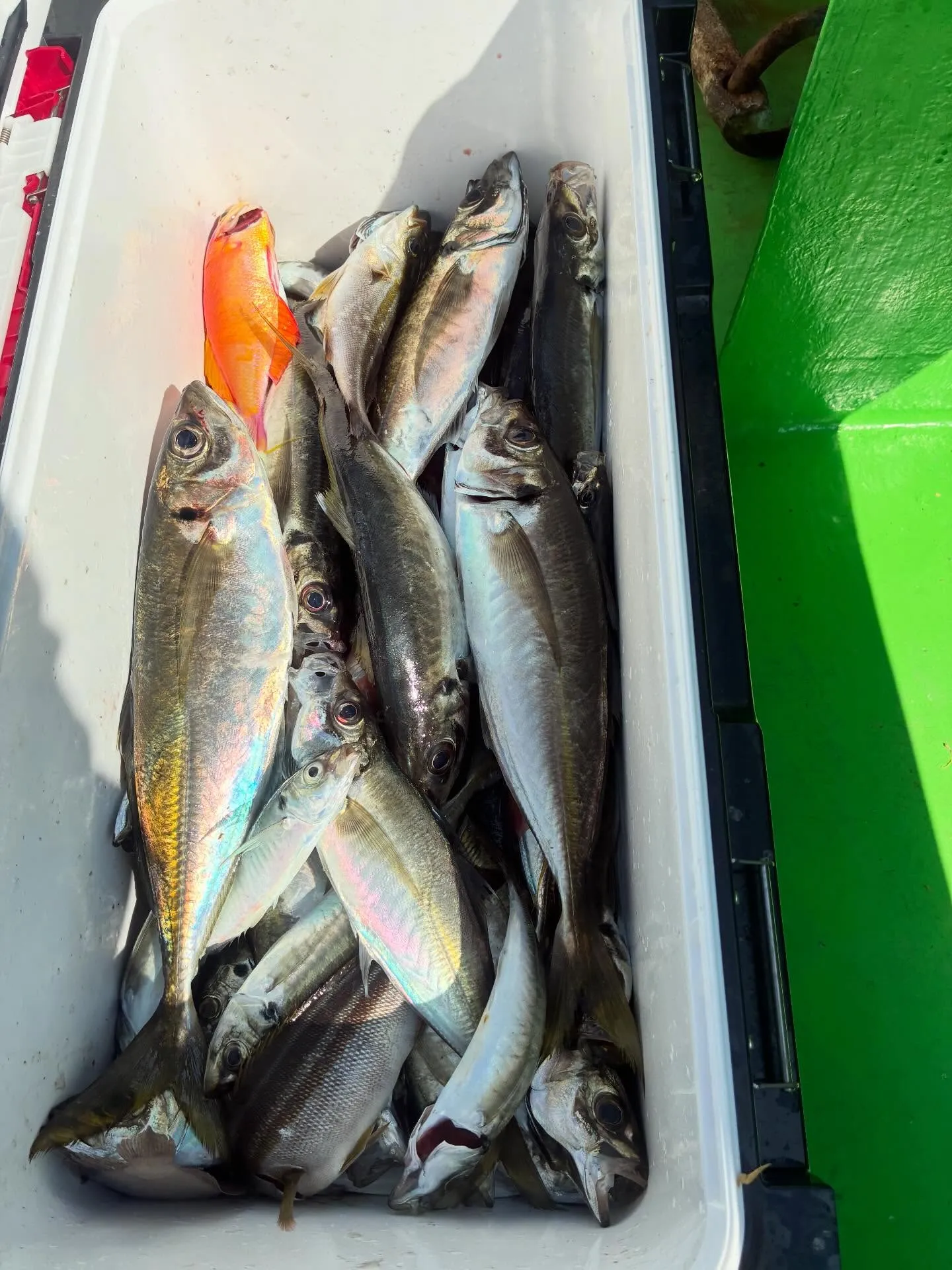 シキシマハナタイ(シキシマハナダイ)・マアジ