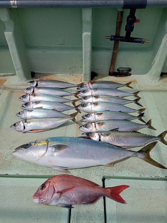 マダイ・メジロ(ブリ)・サバ(マサバ)