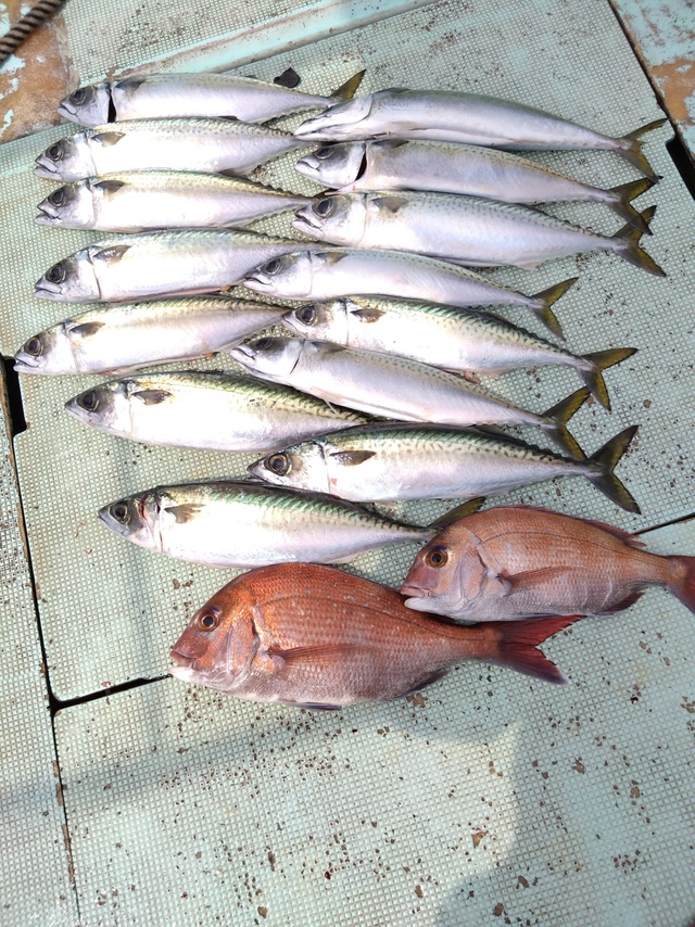 タイ(マダイ)・サバ(マサバ)