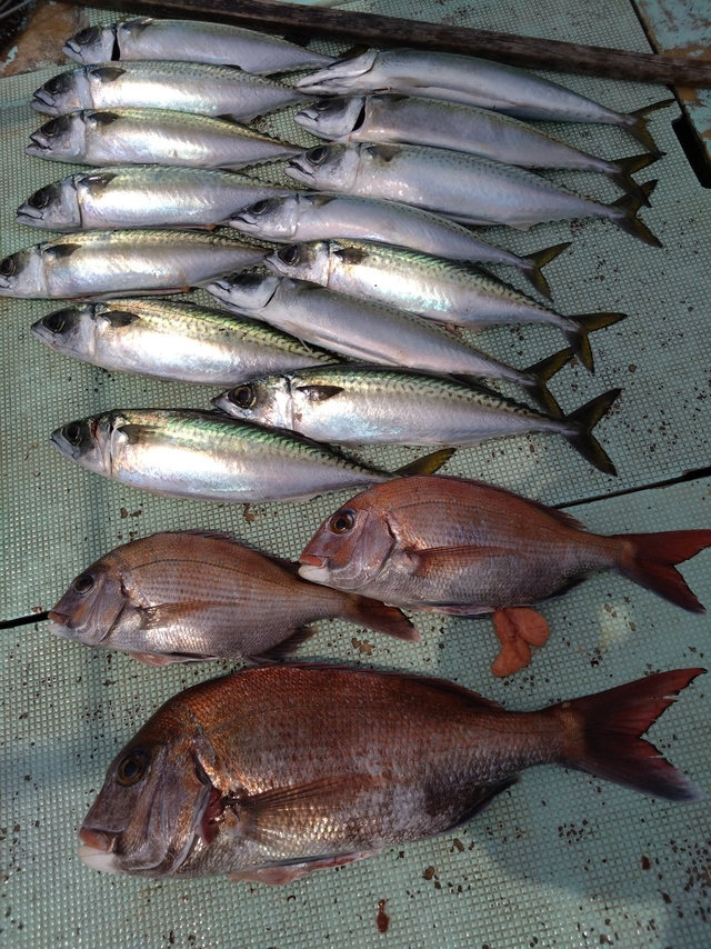 タイ(マダイ)・サバ(マサバ)