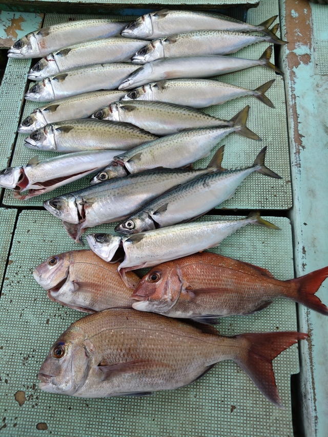 タイ(マダイ)・サバ(マサバ)