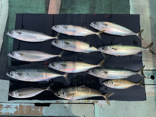 マアジ・マサバ