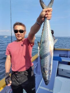 サゴシ(サワラ)