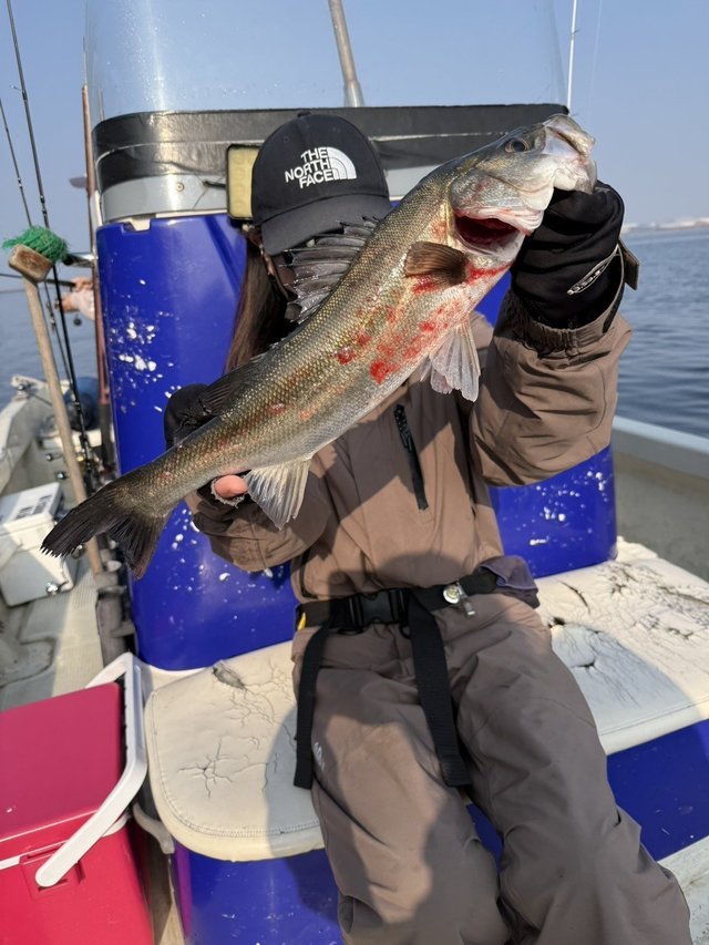 シーバス(スズキ)