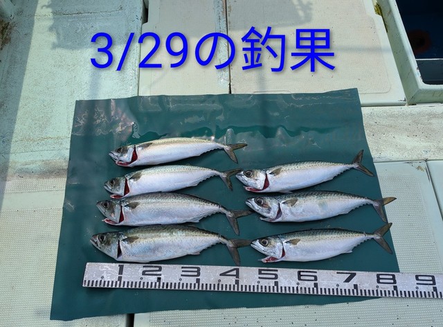 マサバ