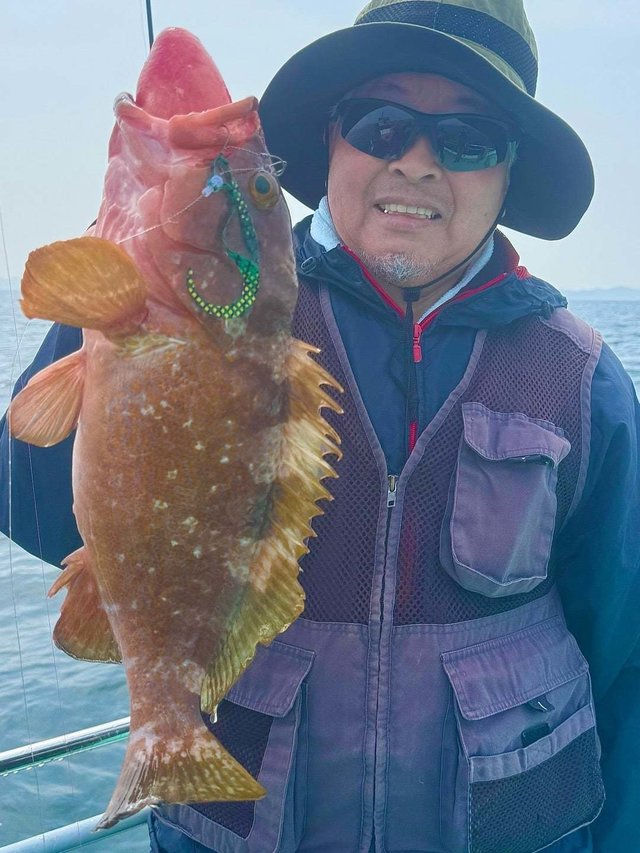 アコウ(キジハタ)