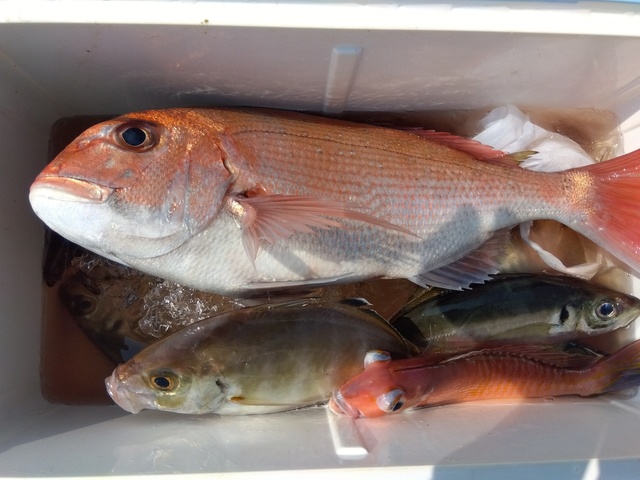 マダイ・アジ(マアジ)・カイワリ