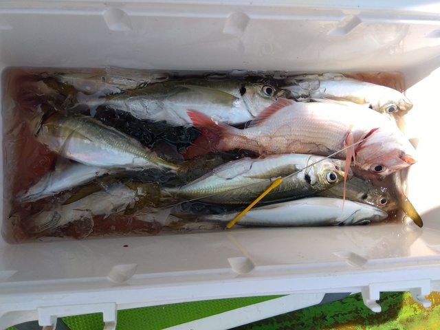 マダイ・アジ(マアジ)